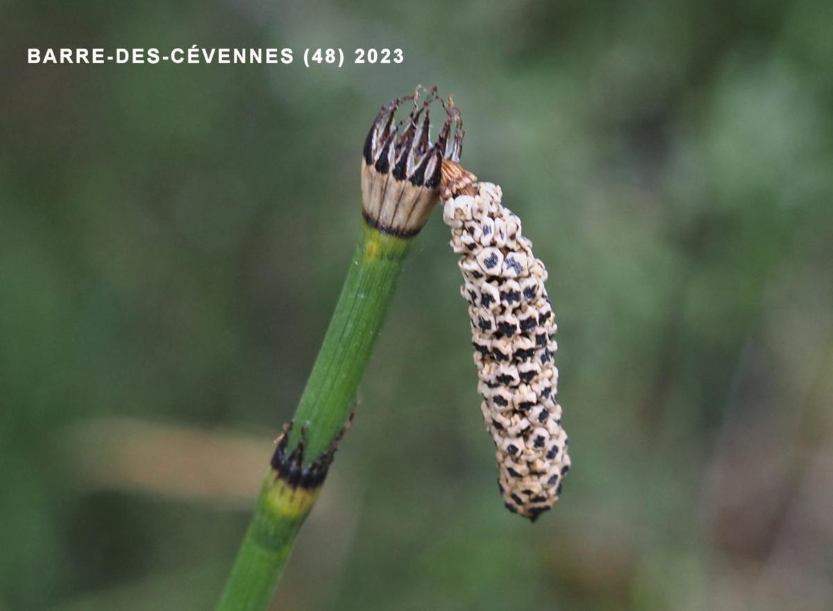 Horsetail, of Moore fruit